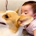 赤ちゃんが犬を『食…