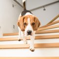 犬の「階段の上り下…