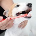 犬の抜歯について　料金やリスク、術後対応から注意点まで