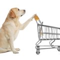 大型犬用グッズには何がある？必要なものやおすすめ商品、購入方法