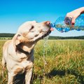 犬の脱水症状｜症状の種類や原因、対処法や病院につれていく目安まで解説