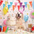 愛犬の誕生日祝いに…