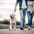「犬の散歩マナー」に関連する記事まとめ