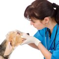 犬の目が開かない時に考えられる原因や病気、予防方法について解説