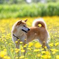犬に危険な『春の野…