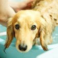 「愛犬のお風呂嫌い…