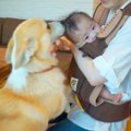 犬と赤ちゃんが『初…