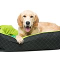 大型犬 ベッドおすすめ5選！それぞれの特徴や注意点