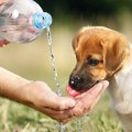 犬の水を飲む量が変…