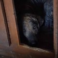 じゅうたんが湿っている…民家から30頭以上のボロボロの犬たちを救出！
