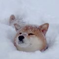 犬と大雪の中お散歩…