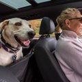 ドライブベッドおすすめ１１選！愛犬が安全&快適に車内で過ごせるアイテムの選び方