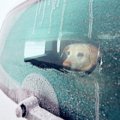 冬なら犬を車で留守…