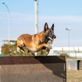 警察犬訓練用のウォ…