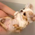 犬が『超お風呂好き…