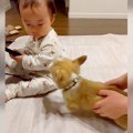 子犬が赤ちゃんを遊…