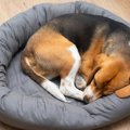 犬の寝床を快適にする方法！環境の整え方、ベッドの置き場所まで