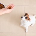 犬の早食い防止策は食器だけじゃない！早食いするリスクや対策法、おすすめグッズまでをご紹介