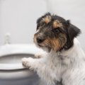 犬が下痢になる原因と症状、対処法から予防対策まで