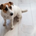 犬がトイレを覚えないのはなぜ？覚える時期の目安や対処法を紹介