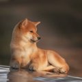 美濃柴犬の性格や特徴/値段/購入方法について