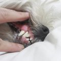 犬の歯周病とは？その治療法と予防対策