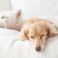 犬の適切な睡眠時間は？飼い主ができる睡眠の質向上対策まで