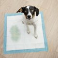 成犬でもトイレトレーニングはできる！しつけのコツや注意点などを解説