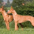 ファラオハウンドの特徴・性格｜子犬の価格や飼い方について