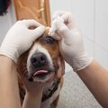 犬の目の下が腫れる原因 考えられる病気や対処法・予防方法を解説