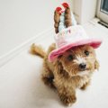 犬の帽子 愛犬に被せたいおすすめ犬用帽子7選！