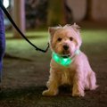 犬の散歩用ライトおすすめ10選！夜に役立つ理由や選び方を解説