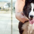 犬を海外から日本に連れてくるにはどうすればいいの？