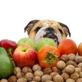 犬が食べていい果物！与える際の注意点や食べてはいけないものも解説