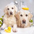 犬のお風呂の頻度は？決める時の基準や注意点、洗う回数を減らすコツ