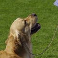 犬のしつけの基本！子犬～成犬のトレーニング方法と役立つグッズ
