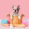 犬のお風呂の基本！入れ方の手順や頻度、注意点から上手に入れるコツなどを解説
