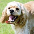 犬のグループ一覧！10種類の特徴と飼うときの注意点
