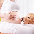 犬は女性の妊娠を察知できる？