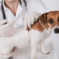 飼い犬のワクチン接…