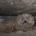 飼い主が亡くなって放り出された小型犬は床下で1年待ち続けていた