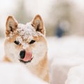 あるある♡犬が『雪を…