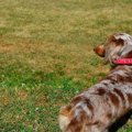 犬の椎間板ヘルニアの症状と原因、治療法や予防、かかりやすい犬種について