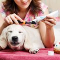 犬に安全な歯磨き粉おすすめ６選！選び方や使い方 磨き方まで