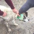 空き缶につかまった犬を救助した3人。空き缶から解放されて「ありがとう」
