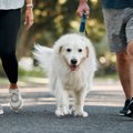 シニア犬（老犬）が散歩を嫌がる理由は？歩く必要性や楽しいお散歩のコツ