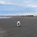浜辺で『愛犬の名前…