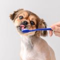 犬の歯磨きの頻度は？やり方や嫌がる時の対処法まで