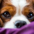 犬の緑内障とは 病気の症状や原因、治療法について
