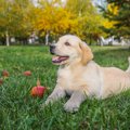 犬が臍ヘルニアになる原因と現れる症状、治療法について